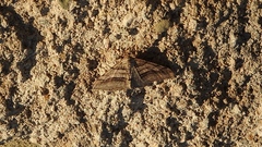 Digrammia continuata