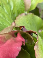 Coccinella septempunctata