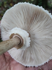 Macrolepiota mastoidea