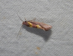 Orygocera