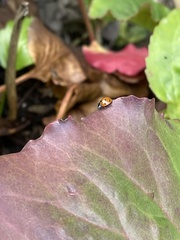 Coccinella septempunctata