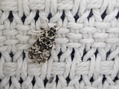 Scoparia exhibitalis