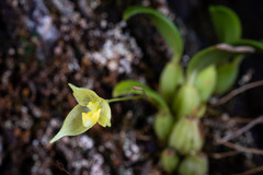 Bulbophyllum
