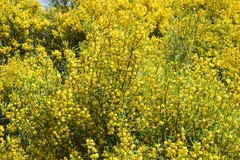 Acacia euthycarpa