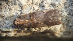 Acrobasis