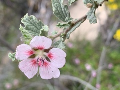 Anisodontea scabrosa
