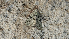 Leuconycta diphteroides