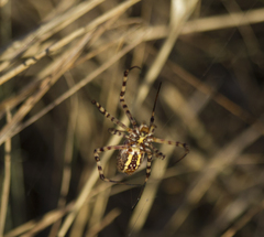 Argiope trifasciata