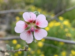 Anisodontea scabrosa