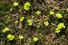 Moraea fugacissima