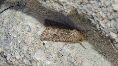 Anarta trifolii