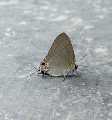Hypolycaena erylus
