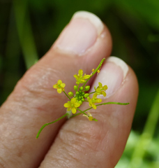 Descurainia adenophora