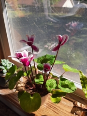 Cyclamen