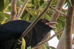 Eudynamys orientalis