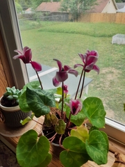 Cyclamen