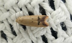 Tachystola hemisema