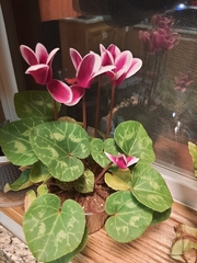 Cyclamen