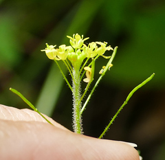 Descurainia adenophora