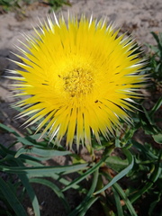 Conicosia pugioniformis