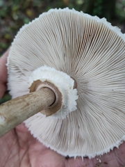 Macrolepiota mastoidea