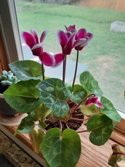 Cyclamen