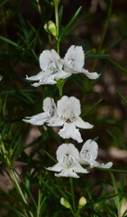 Prostanthera nivea