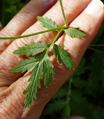 Descurainia adenophora