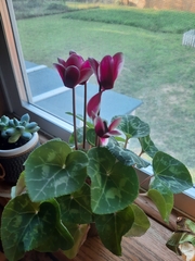 Cyclamen