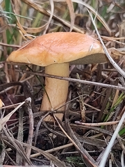 Suillus bovinus