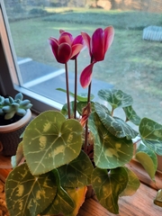 Cyclamen