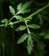 Descurainia adenophora