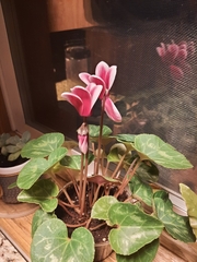 Cyclamen