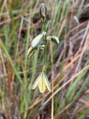 Albuca cooperi
