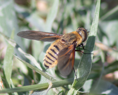 Poecilanthrax lucifer