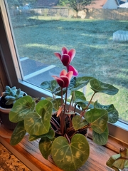Cyclamen