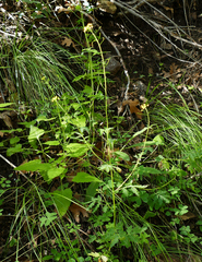 Descurainia adenophora