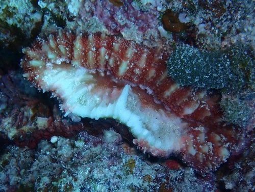 lobed cactus coral