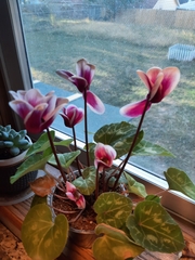 Cyclamen