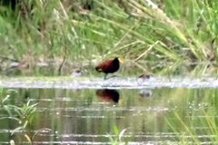Jacana spinosa