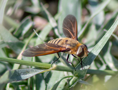 Poecilanthrax lucifer