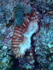 Lobophyllia