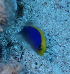 Pseudochromis flavivertex