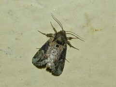 Manga melanodonta