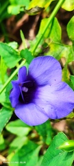 Torenia concolor