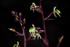 Stigmatodactylus elegans
