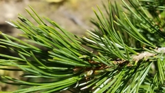 Pinus monticola