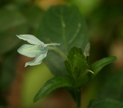 Ecbolium ligustrinum