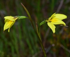 Diuris chryseopsis
