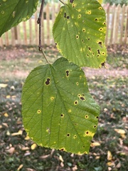 Morus rubra